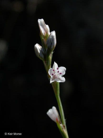 Poligono filiforme