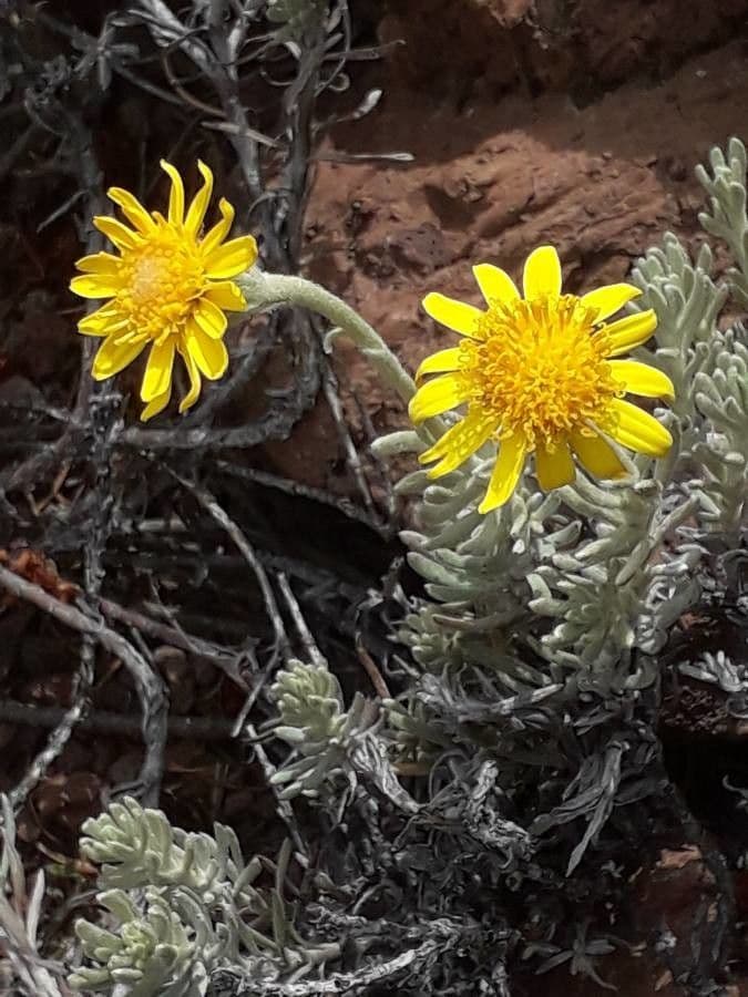 Senecio 5
