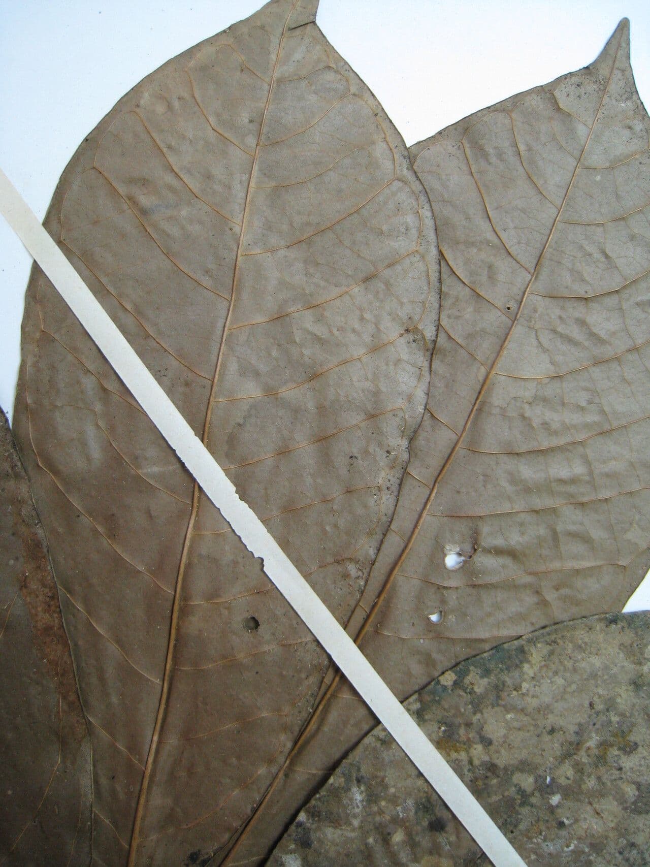 Anaxagorea 15
