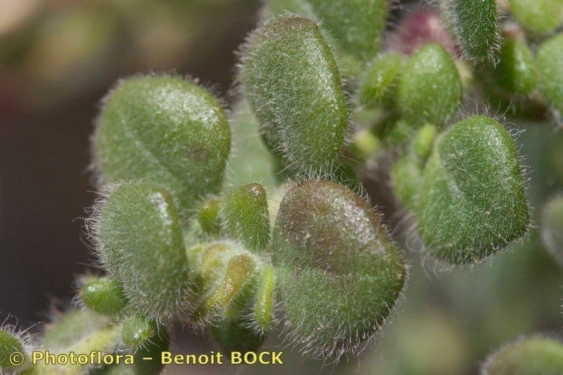 Chaenorhinum villosum 2