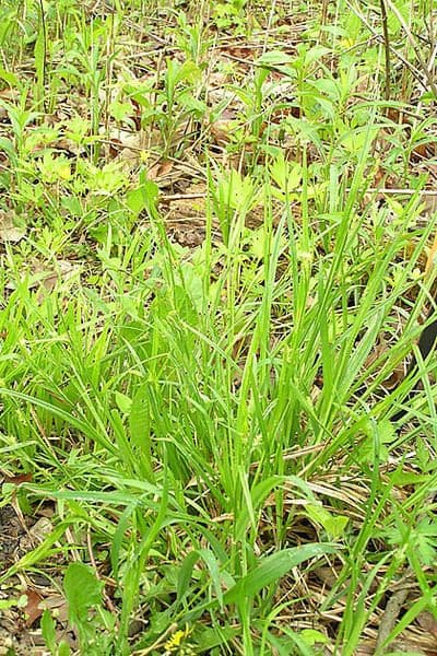 Östliche Waldsege 6