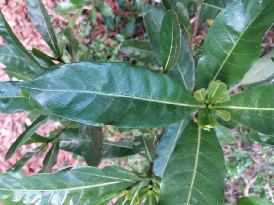 Gardenia 17