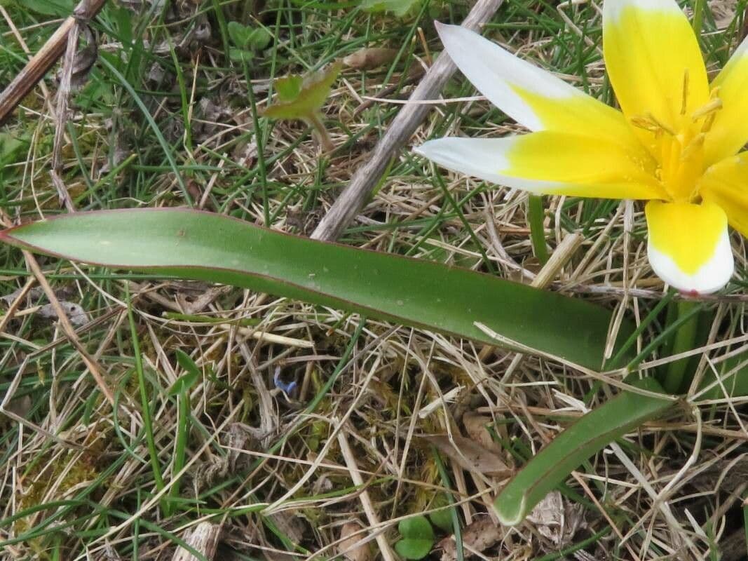 Tulipano selvatico 17