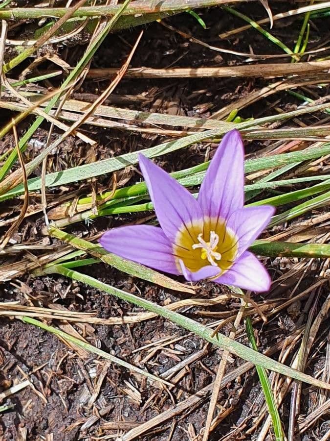 Romulea 3