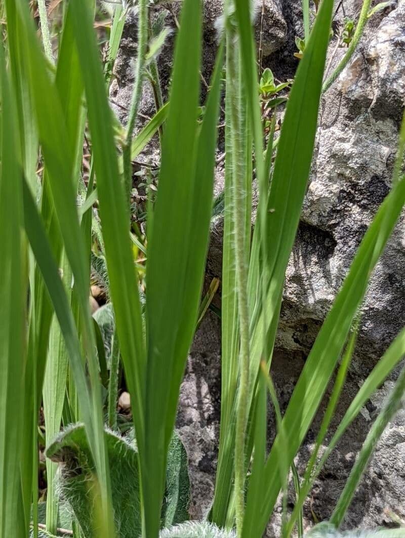 Illyrische Gladiole 14