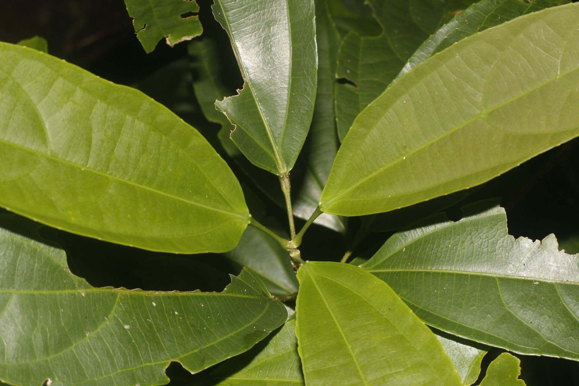 Hasseltia floribunda 9