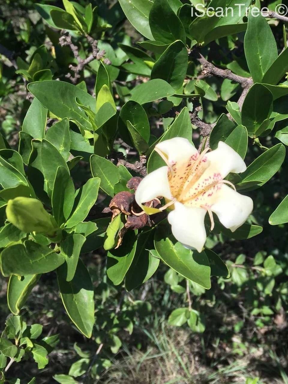 Gardenia del Capo 9