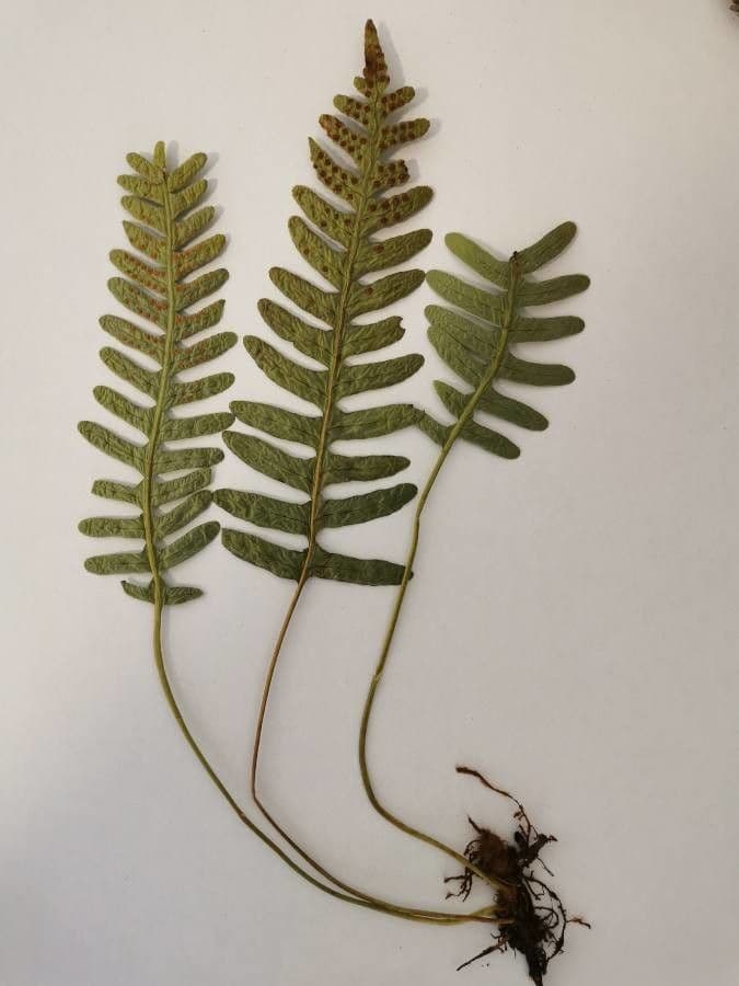 Polypodium virginianum 14