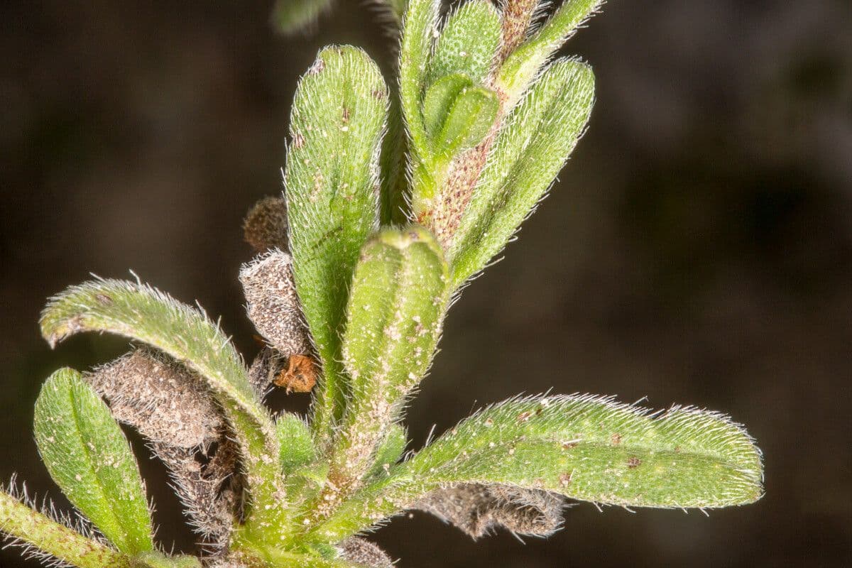 Echium 13