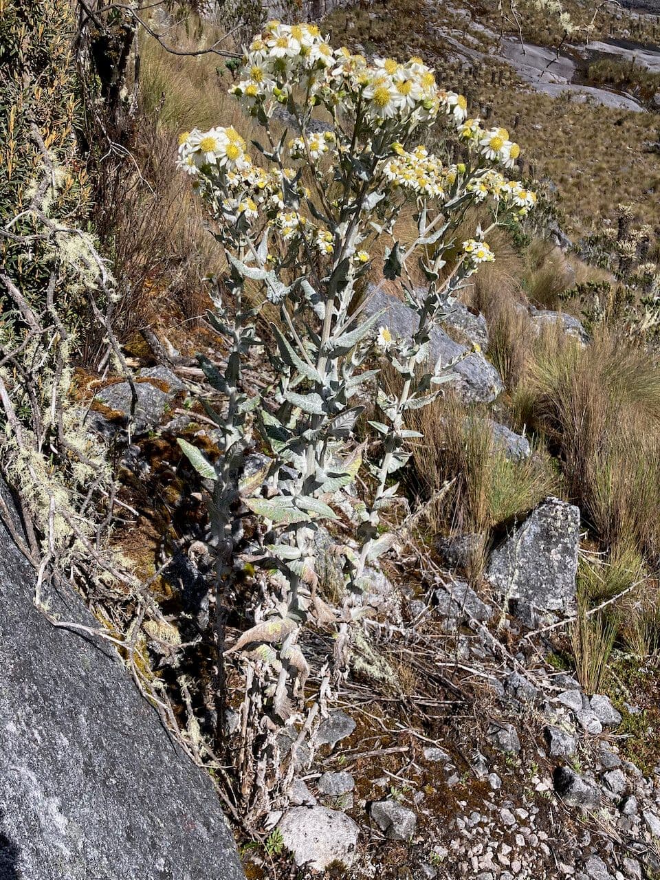 Senecione