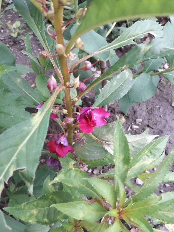 Balsamina 6