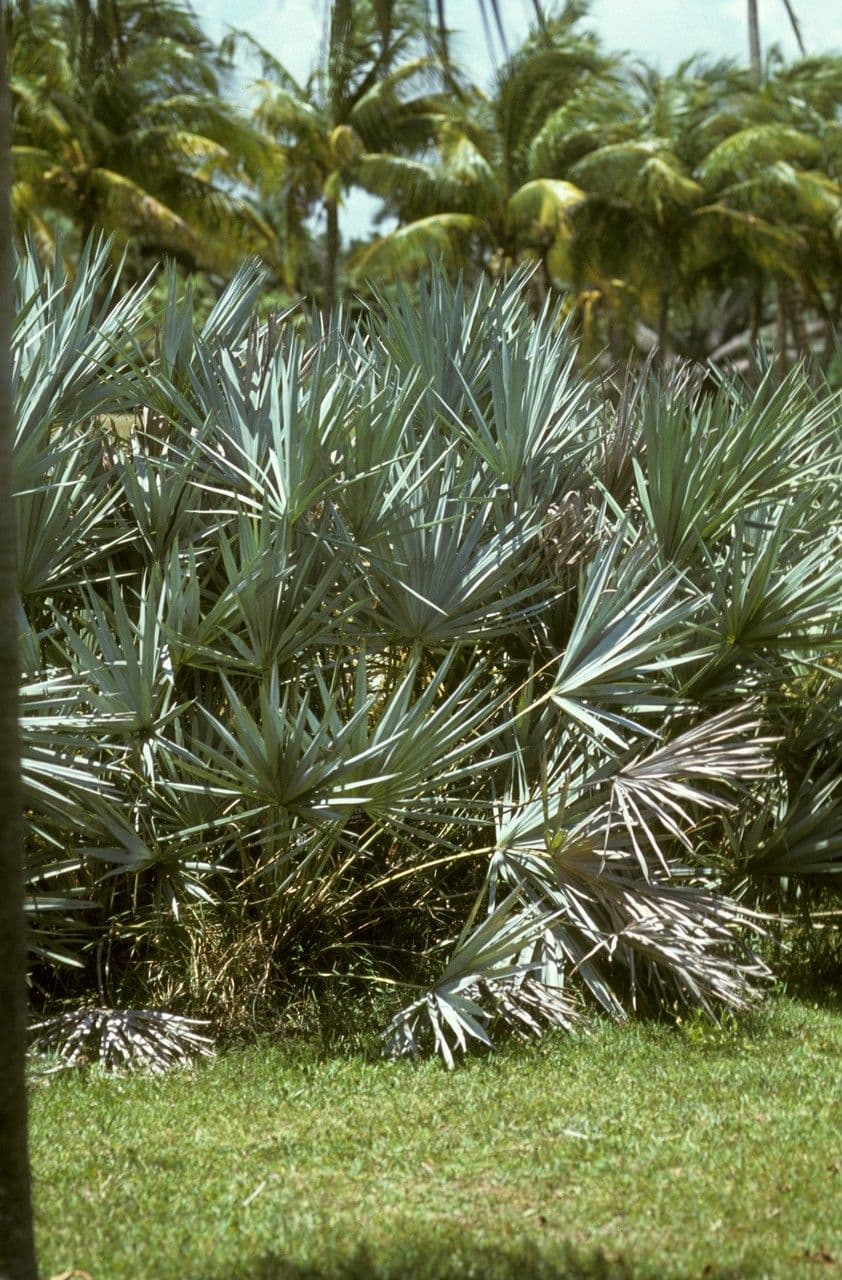 Serenoa 2