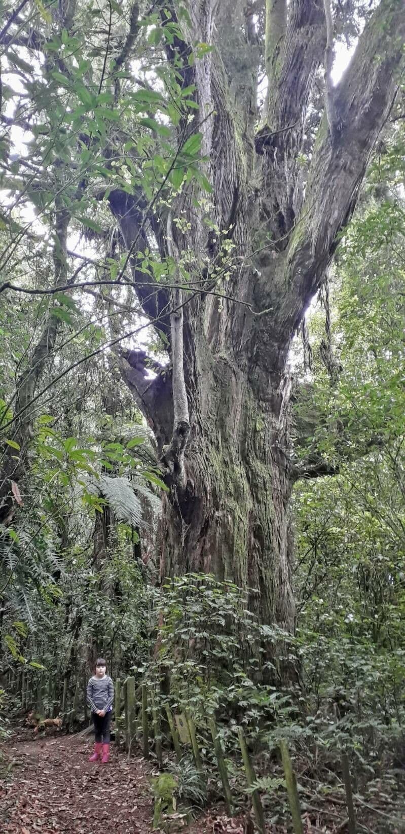 Podocarpus totara 10