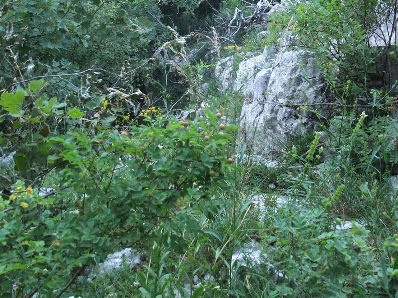Bupleuro falcato 12