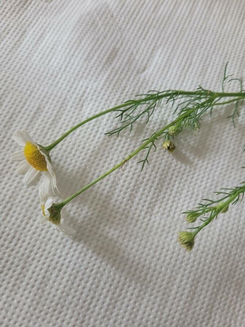 Scentless mayweed 24