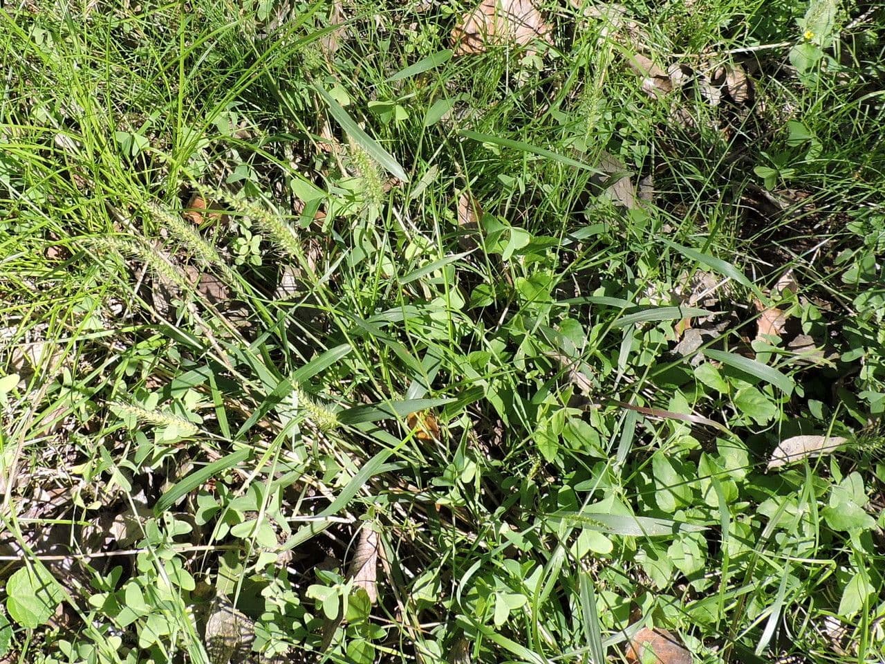Setaria 4