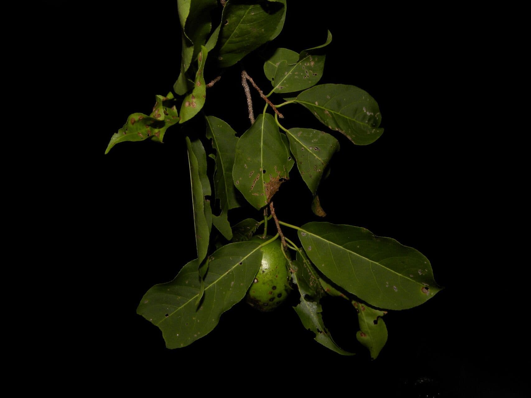 Casearia tremula 2