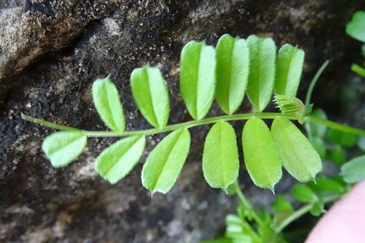 Vesce des Pyrénées 16
