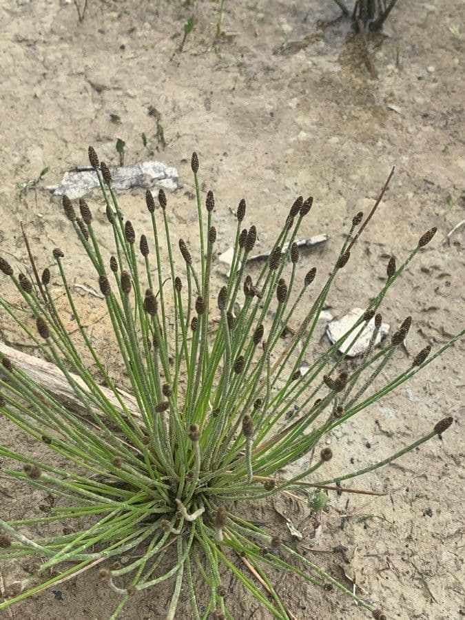 Eleocharis ovata