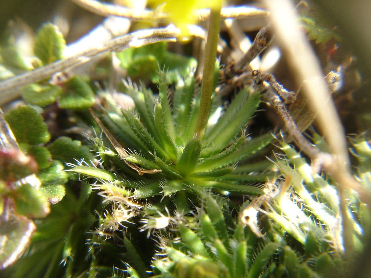 Draba aizoides 19