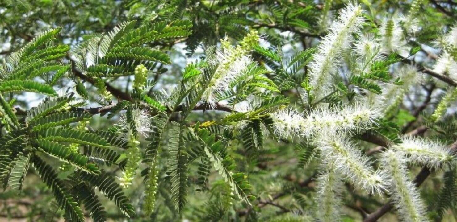 Mimosenbaum 2
