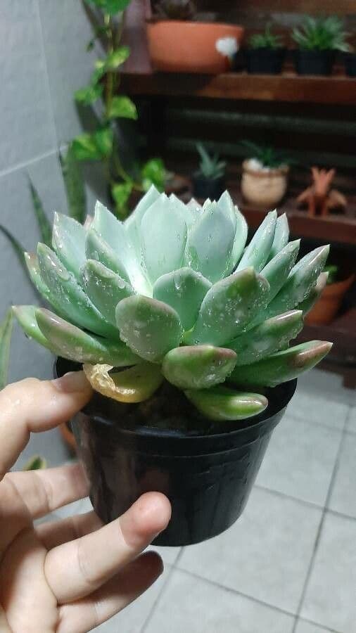 Echeveria elegante 27