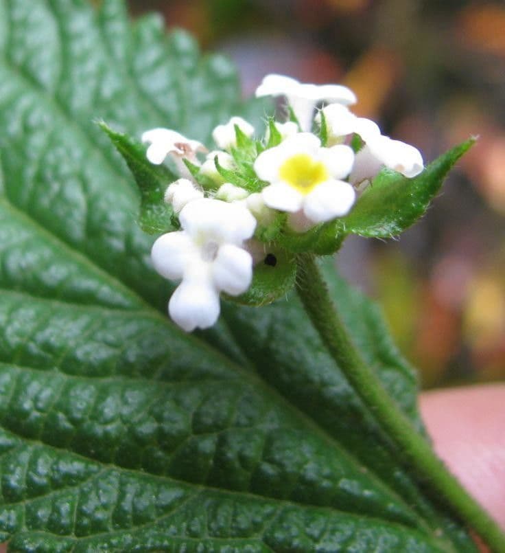 Lantana áspera 3