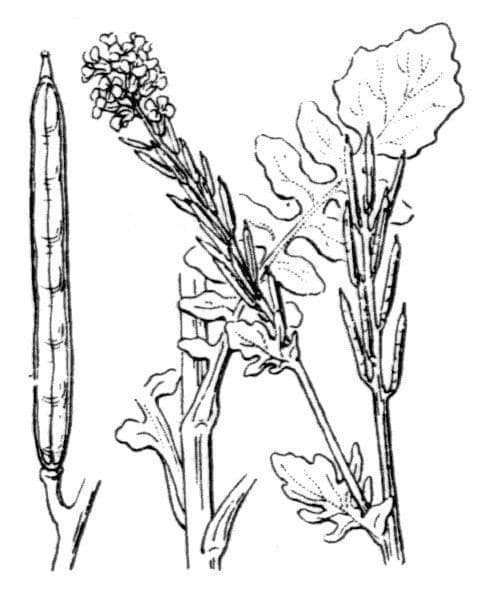 Barbarea intermedia 25