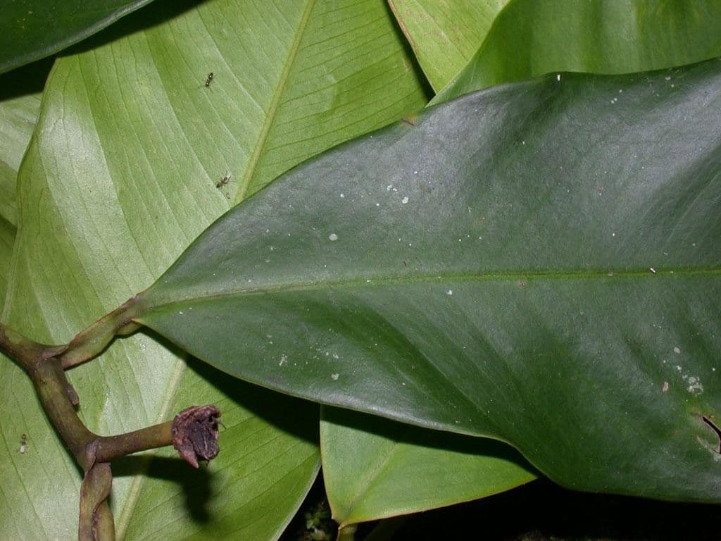 Heteropsis 7