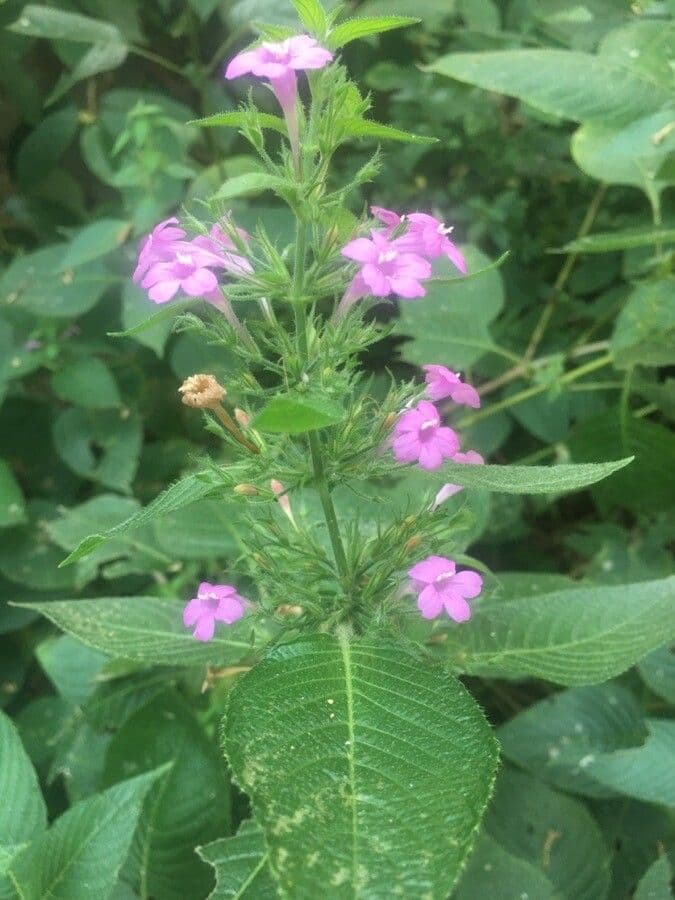 Ruellia 5