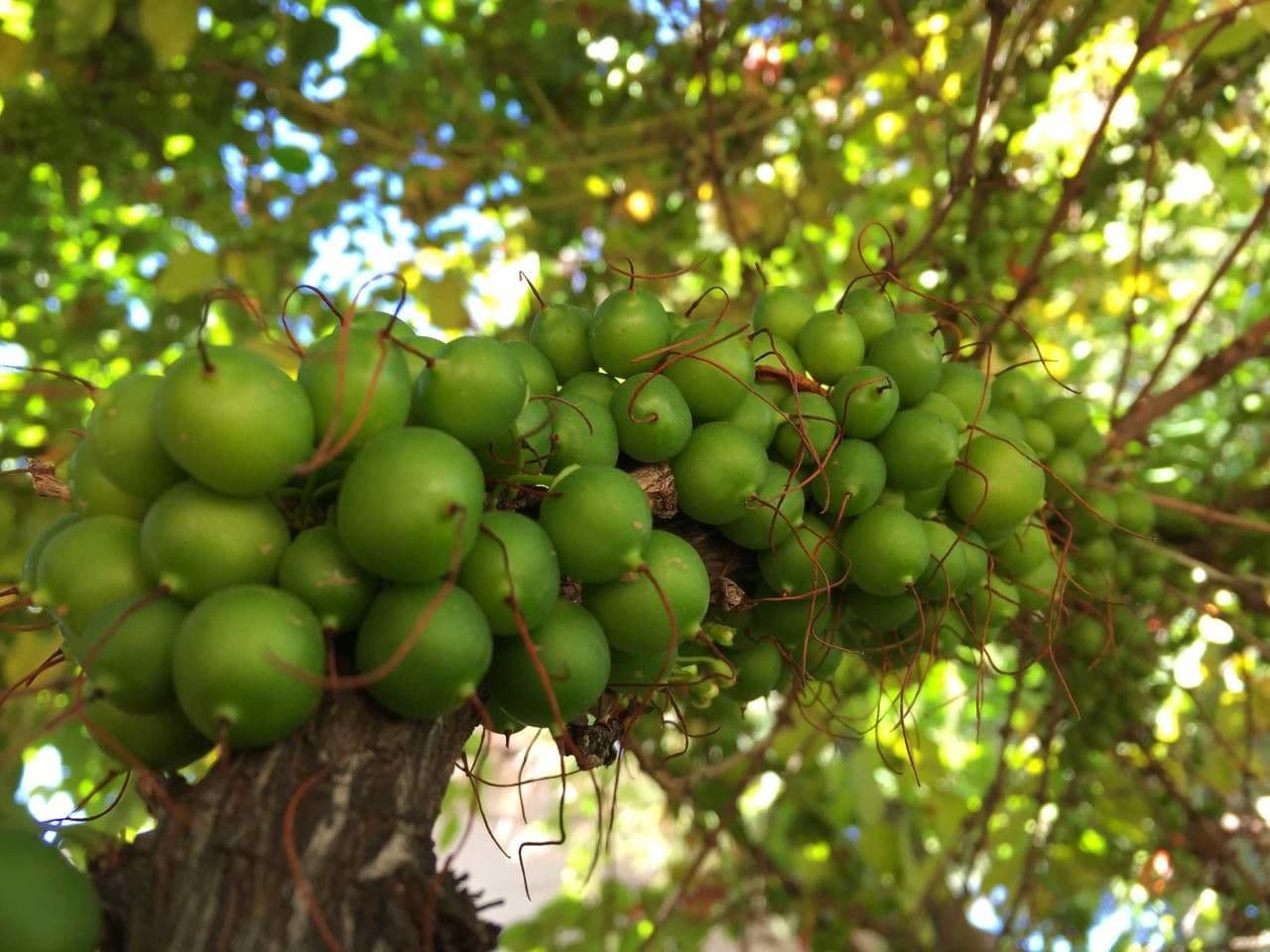 Halleria lucida 3