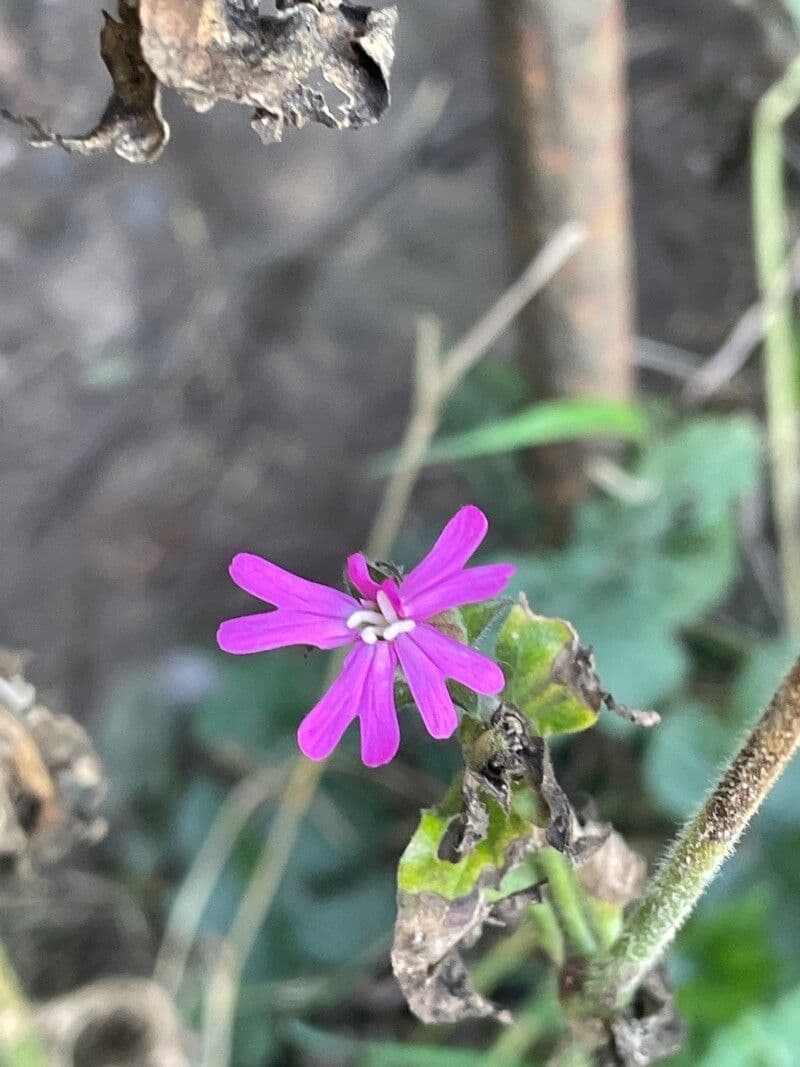 Silene cretica 6