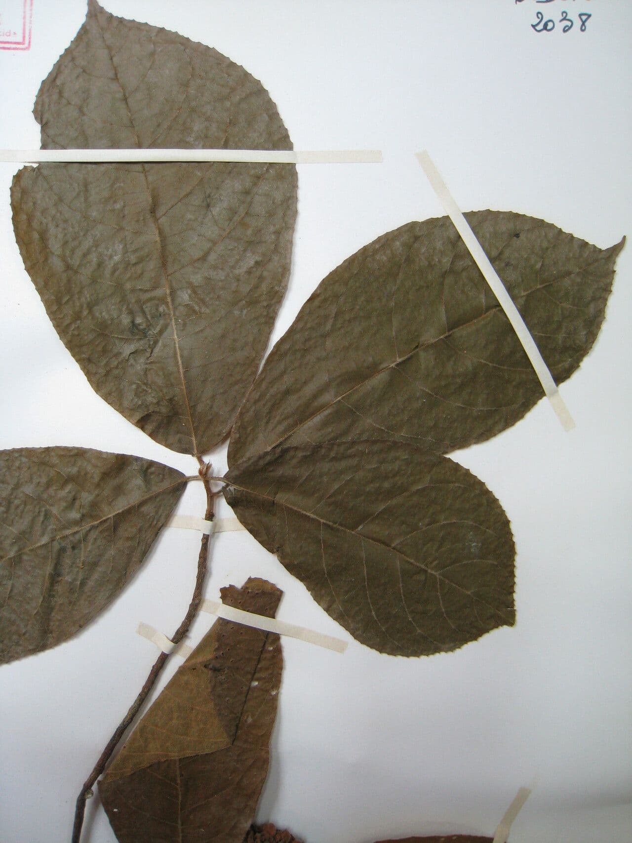 Carpotroche 5