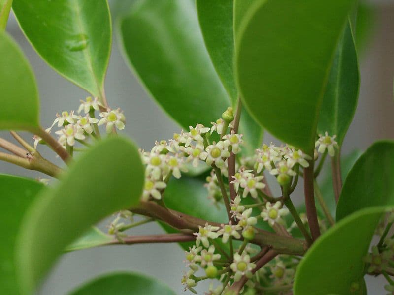 Ilex rotunda 6
