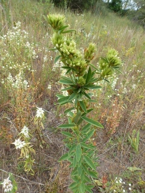 Lespedeza capitata 15