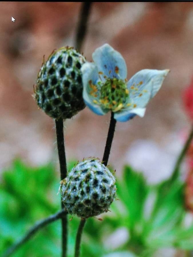 Anemone multifida 4