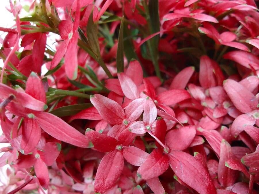 Paracarphalea kirondron 3