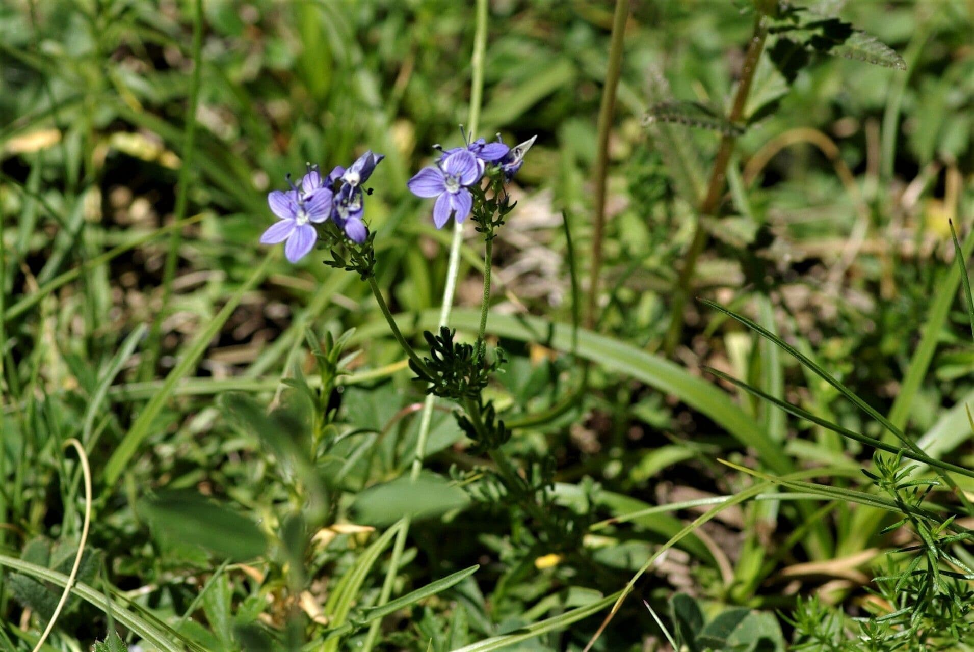 Veronica orsiniana 7