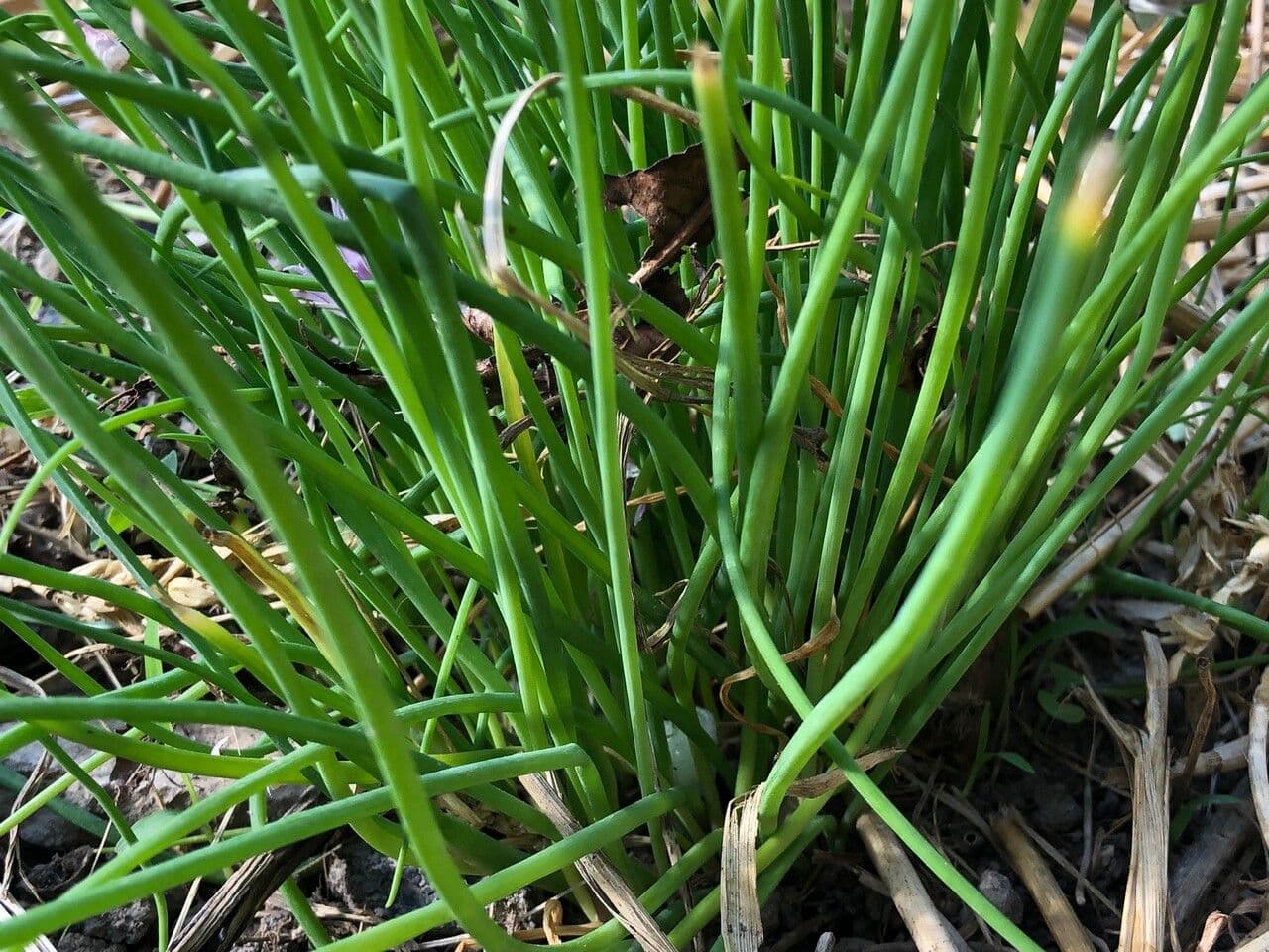 Erba cipollina 18