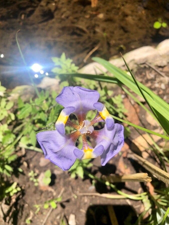 Phalocallis