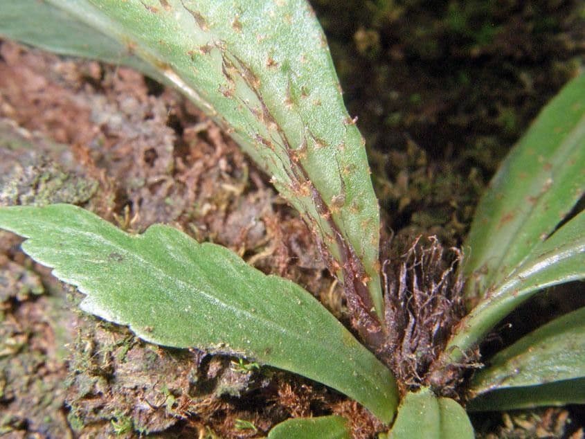 Asplenium serratum 12