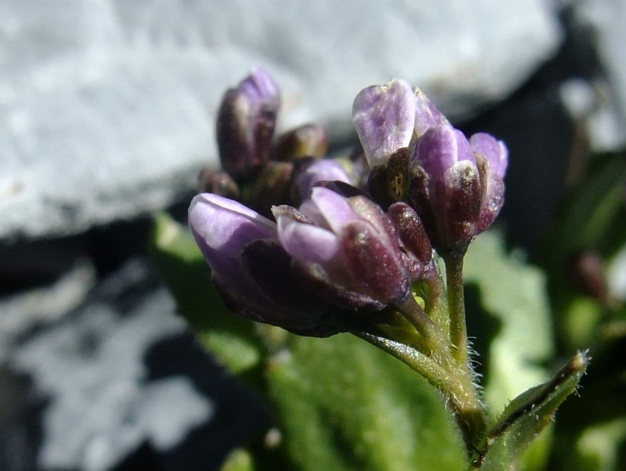 Rábano azul 5