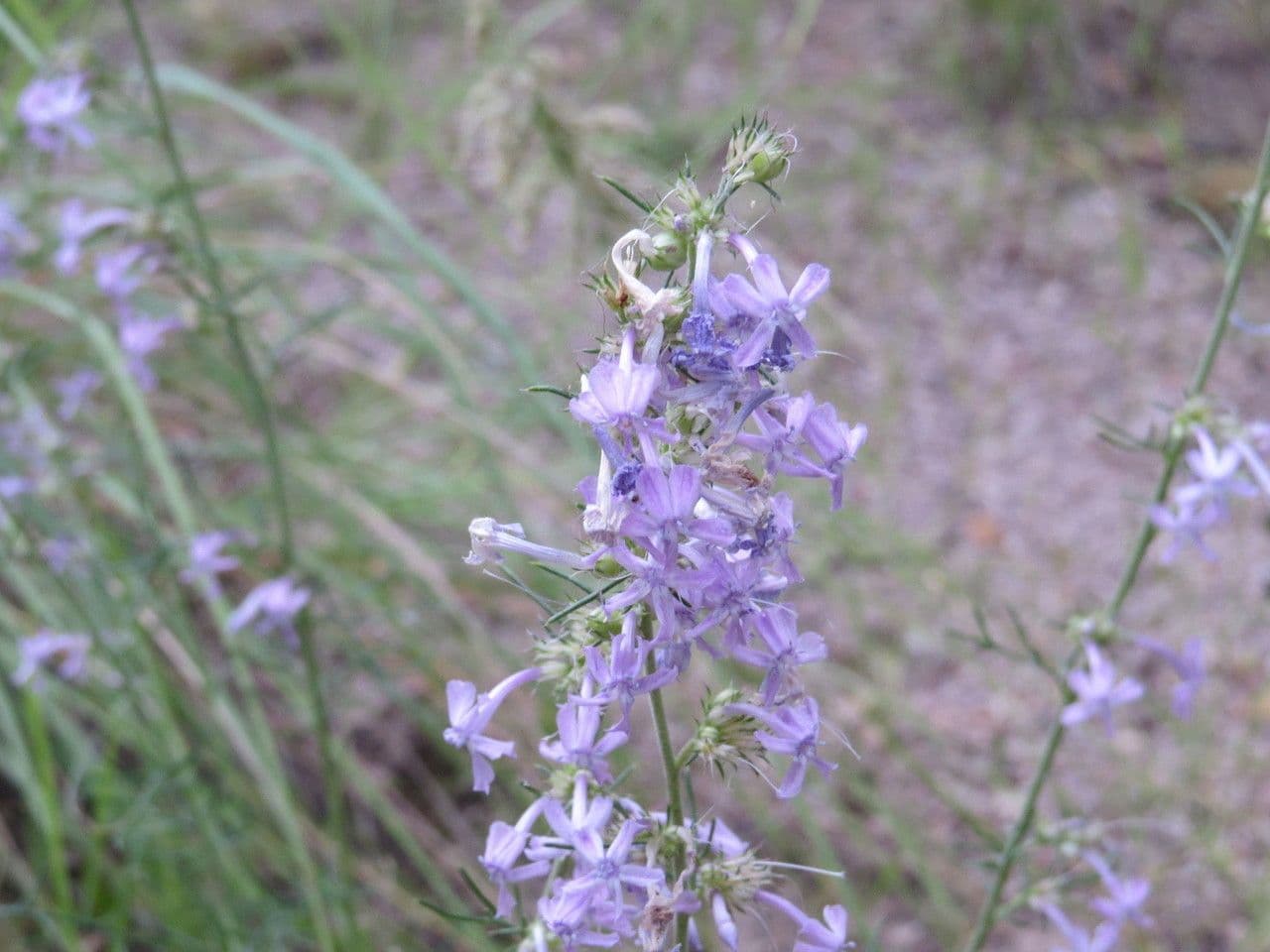 Ipomopsis 5