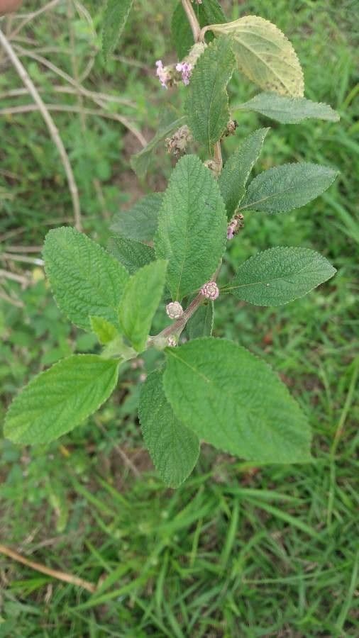 Lippia alba 15