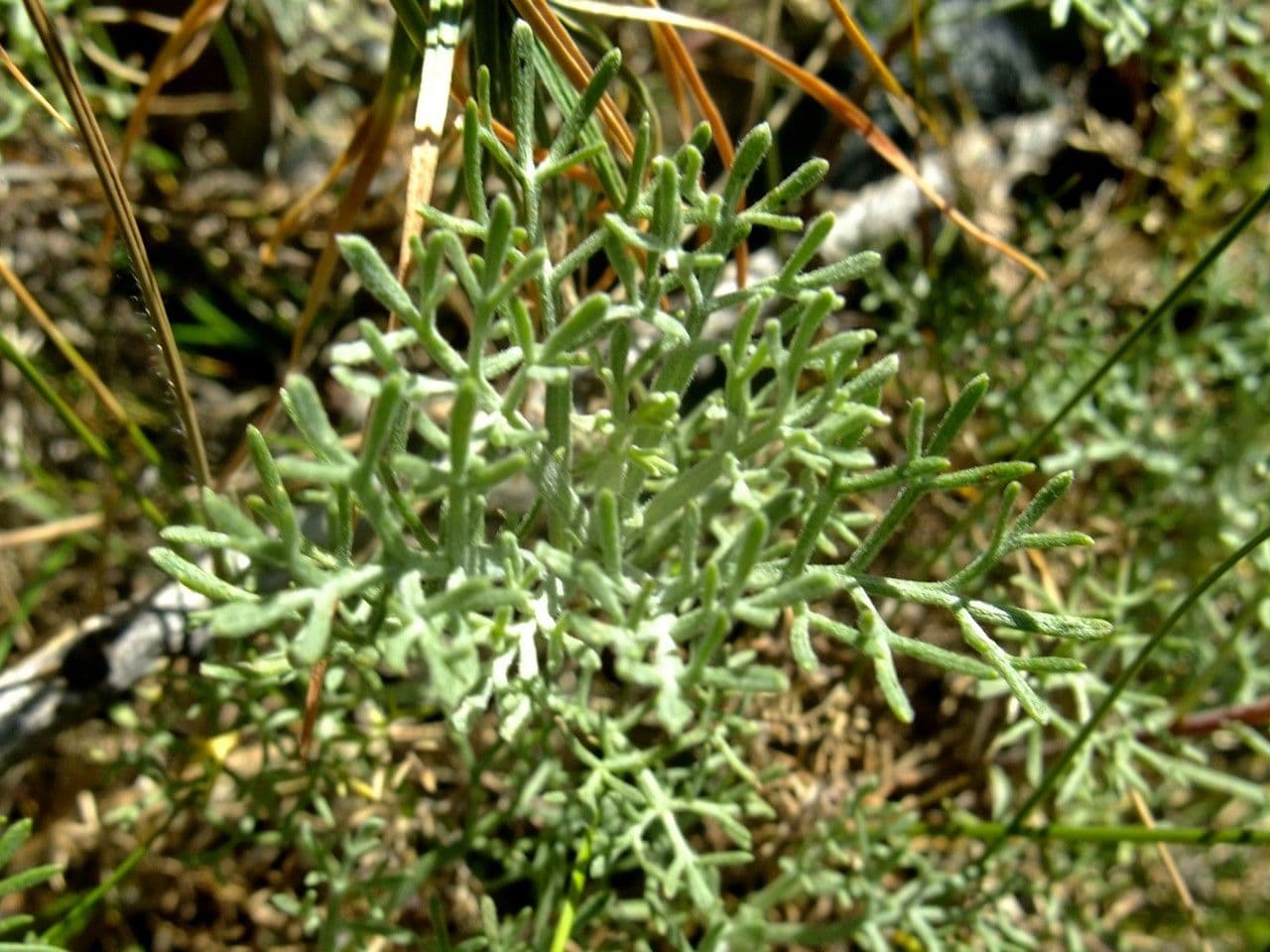 Weiße Artemisia 18