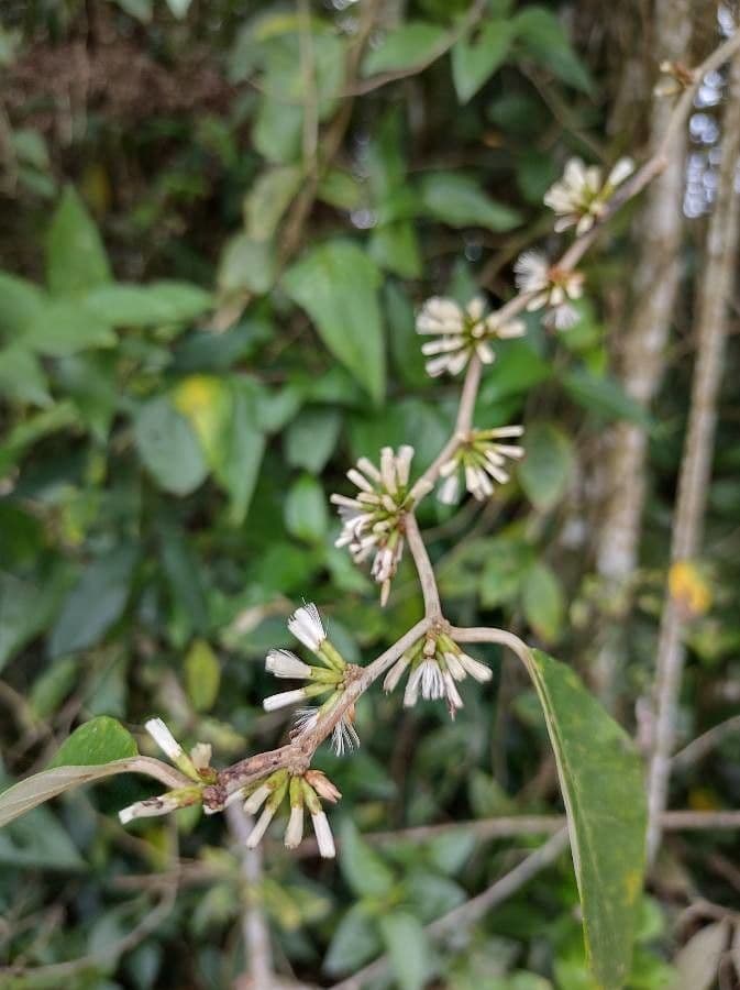 Polysphaeria 4
