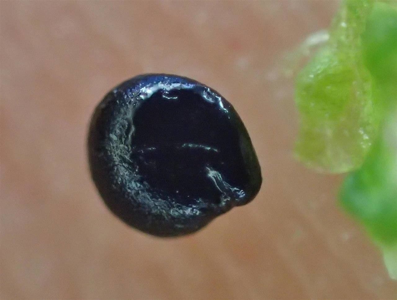 Chenopodio rigido 12