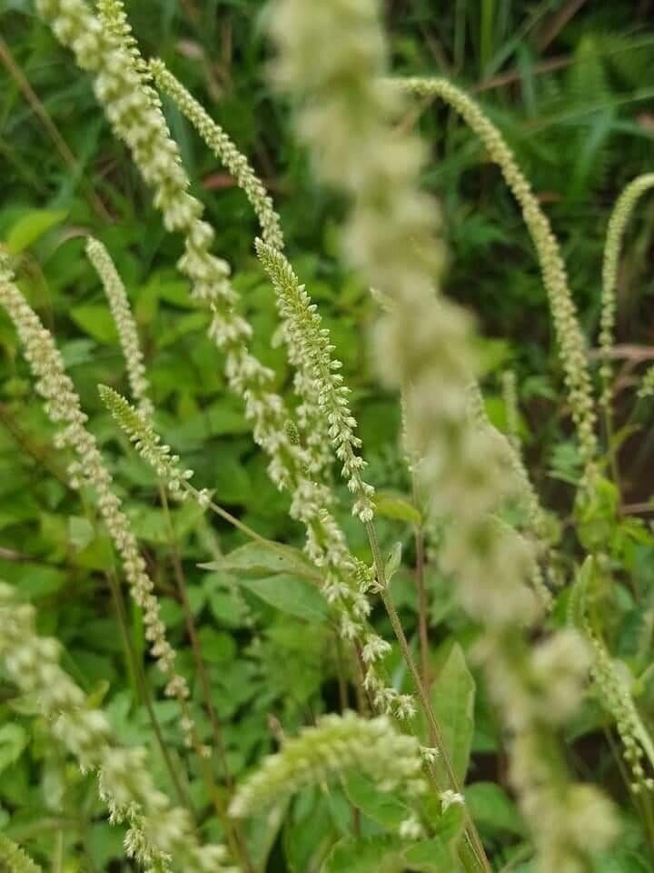 Cyathula prostrata 3