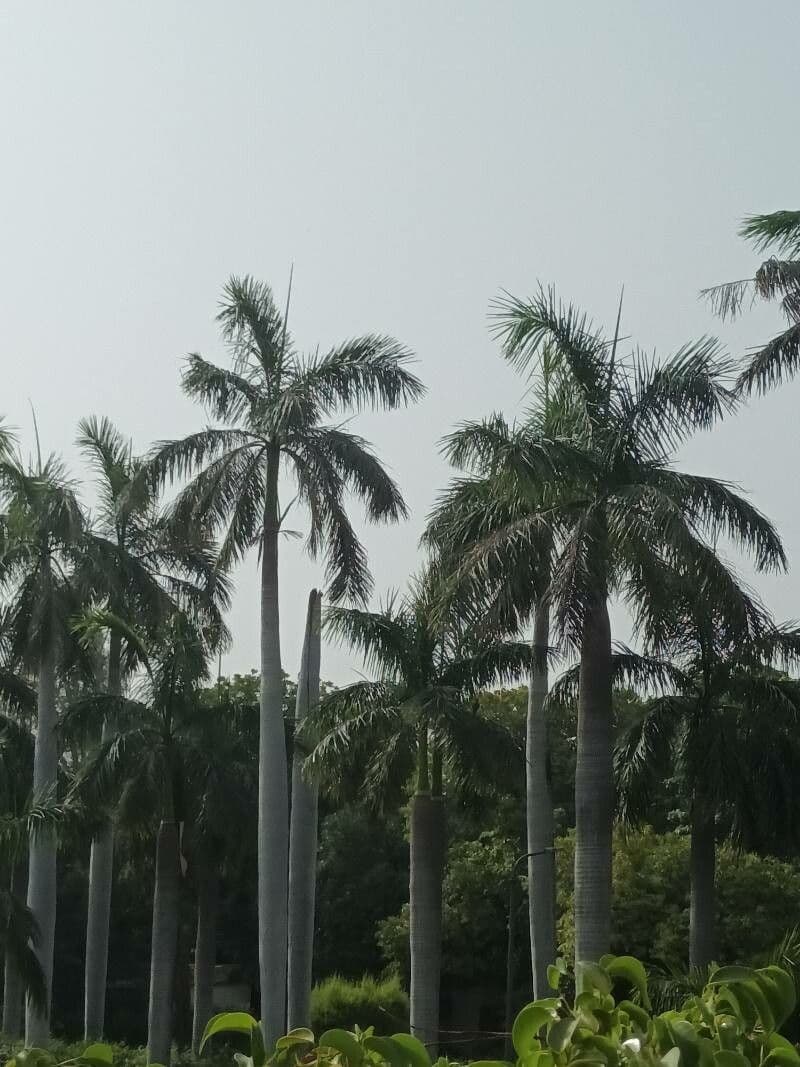 Palma real cubana 20