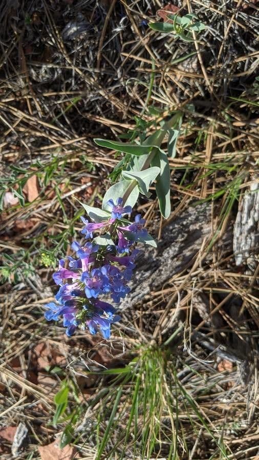 Penstemon